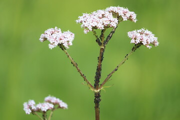 Black aphids on common valerian (Valeriana officinalis) flowers in summer garden