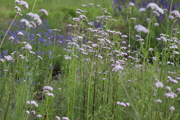Flowering common valerian (Valeriana officinalis) plants in summer garden