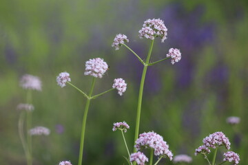 Flowering common valerian (Valeriana officinalis) plants in summer garden