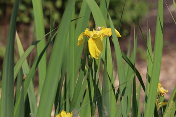 Yellow flower of Iris pseudacorus close-up in summer garden