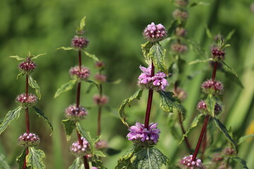 Flowers of Tuberous Jerusalem sage (Phlomoides tuberosa, syn. Phlomis tuberosa) in summer garden