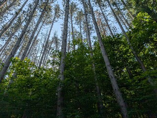 Fototapeta premium Upward View of Tall Pine Trees Reaching Toward a Clear Sky