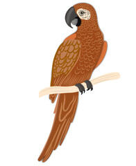 Macaw illustration
