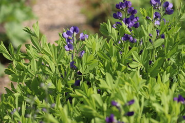 Flowers of blue wild indigo plant (Baptisia australis) in summer garden