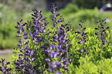 Flowers of blue wild indigo plant (Baptisia australis) in summer garden