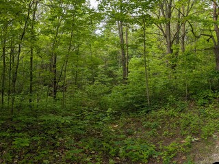Lush Green Summer Forest with Dense Underbrush and Trees