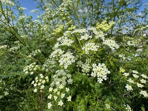 Close-up of Conium maculatum (poison hemlock) with delicate white umbel flowers and finely divided leaves. A toxic wild plant commonly found in meadows and roadsides.