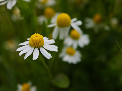 Fresh chamomile flowers bloom in a lush garden during the daylight, showcasing their vibrant yellow centers and white petals