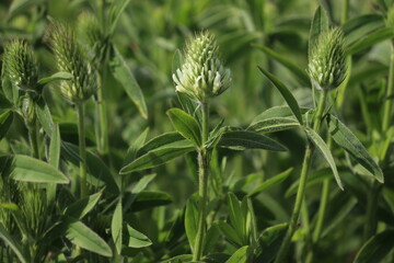 Flowers of Sulphur Clover (Trifolium ochroleucon) in summer garden