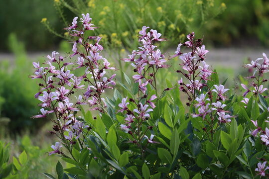 Pink flowers of burning bush (Dictamnus albus) plant in summer garden