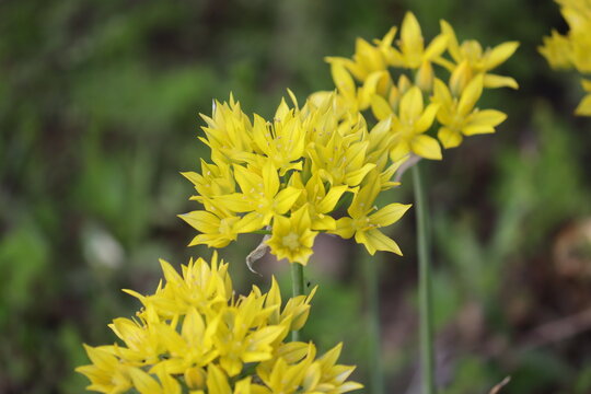 Flowers of Yellow onion (Allium moly) in summer garden