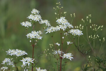 White flowers of Erect Clematis (Clematis recta) in summer garden