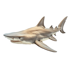 Fototapeta premium Scalloped Hammerhead isolated on transparent background.