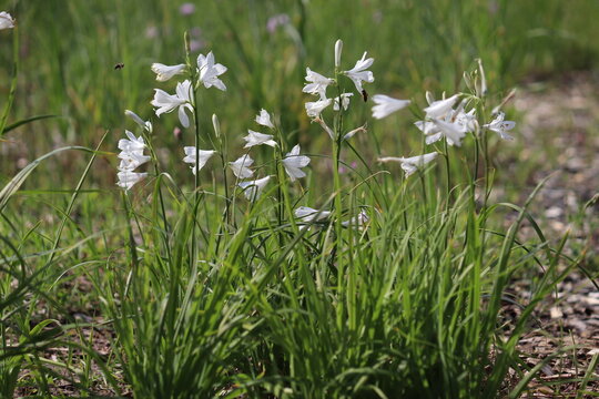White flowers of St Bruno's Lily (Paradisea liliastrum) in summer garden
