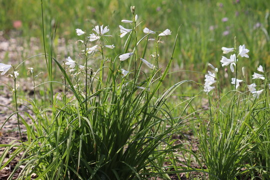 White flowers of St Bruno's Lily (Paradisea liliastrum) in summer garden