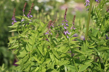 Purple flowers of Eastern Goat's-rue (Galega orientalis) in summer garden