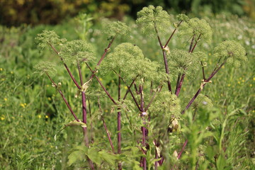 Flowering Garden angelica (Angelica archangelica) plant in summer garden