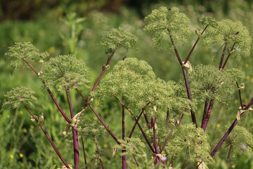 Flowering Garden angelica (Angelica archangelica) plant in summer garden