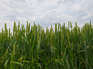 Wheat field growing in a rural area under overcast skies with green stalks reaching for the light