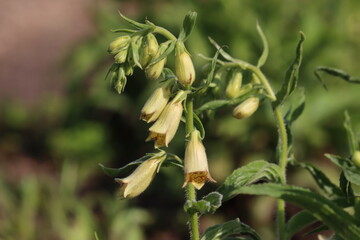 Flowering large yellow foxglove (Digitalis grandiflora) plant in summer garden