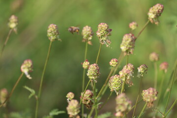 Flowers of Salad Burnet (Sanguisorba minor, syn. Poterium sanguisorba) in summer garden
