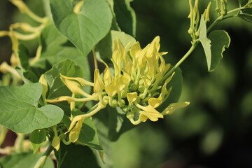 Flowering European birthwort (Aristolochia clematitis) plant with green leaves and yellow flowers in summer garden