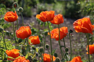 Fototapeta premium Red flowers of Oriental poppy (Papaver orientale) in summer garden