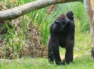 Western Lowland Gorilla Mother with cute young infant on her back, walking across lush green grass
