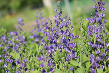 Flowers of blue wild indigo plant (Baptisia australis) in summer garden