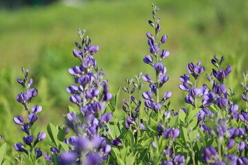 Flowers of blue wild indigo plant (Baptisia australis) in summer garden