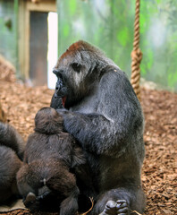 Mother Western Lowland Gorilla sitting with infant on her lap