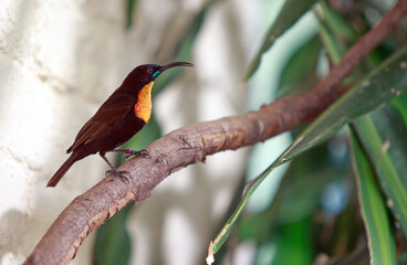 Scarlet chested Sunbird (Chalcomitra senegalensis) perched on a branch.  It is a species of bird in the Nectariniidae family, and is from Southern Africa