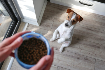 Young woman feeding her dog. Copy space, background.