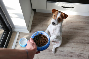 Young woman feeding her dog. Copy space, background.