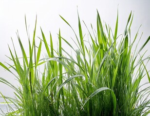 Fototapeta premium tall wet grass against a white