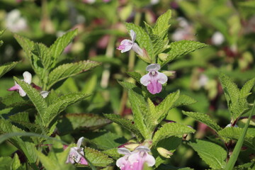 Flowering Bastard balm (Melittis melissophyllum) in summer garden