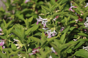 Flowering Bastard balm (Melittis melissophyllum) in summer garden