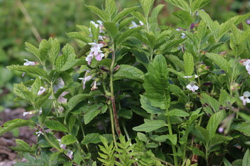 Flowering Bastard balm (Melittis melissophyllum) in summer garden