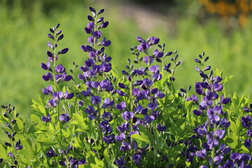 Flowers of blue wild indigo plant (Baptisia australis) in summer garden