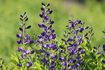 Flowers of blue wild indigo plant (Baptisia australis) in summer garden