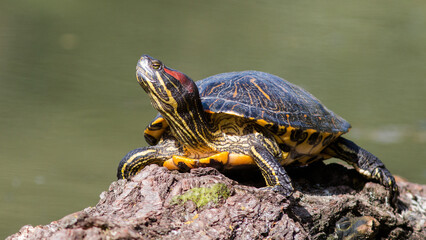 turtle on the rock