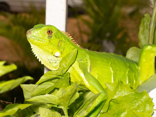 iguana