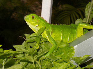 iguana