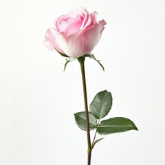 Obraz premium Pink rose in soft focus isolated on white background, high-resolution studio shot with natural colors, sharp details, and professional lighting, no shadows or reflections.