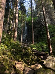 Fototapeta premium forest in spring 