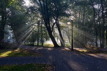 Sunbeams between trees in the early morning in a park in the city of Poznan