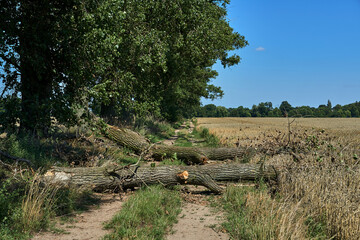 rural landscape with a dirt road blocked by fallen trees