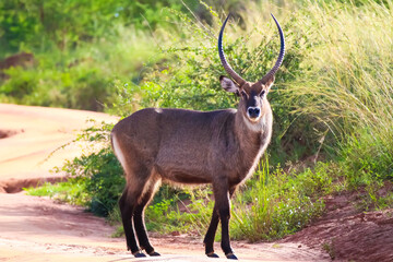 Water Buck in the wild