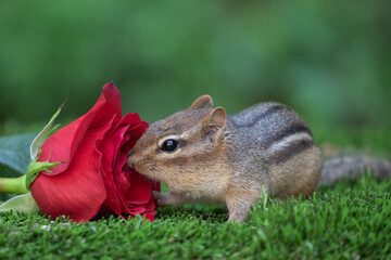 Obraz premium A curious chipmunk stops to smell a red rose in garden