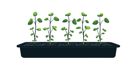Growing plants in a black seedling tray with small green leaves in a light background